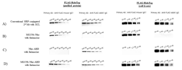 Western blot 분석. HRP-conjugated 2차 항체 (A), MG1Nb-Nluc (B), Nluc-ABD (C), MG1Nb-Nluc-ABD (D). rILSA는 furimazine을 발광 기질로 사용하여 신호를 증폭