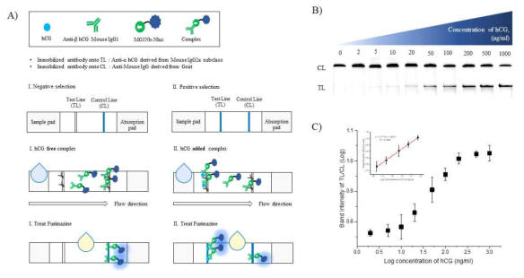 MG1Nb-Nluc rILSA의 LFA에의 적용. 작동 원리 (A), hCG 농도에 따른 신호의 검출 (B), 검출 신호의 선형적인 변화 전개 (C)