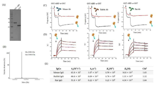 GST-ABD의 분리후 SDS-PAGE분석(A)과 질량분석(B). QCM(C)과 SPR(D)을 이용한 GST-ABD와 각종 항체간의 결합력 측정과 그 결과 값(E)
