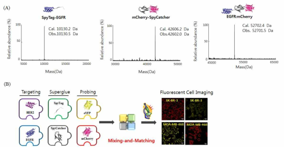 ST-EGRFAfb와 mCherry-SC를 각각 분리한 후, ST/SC 공유 결합을 통하여 EGFR:mCherry 복합체를 형성하였고 이를 질량 분석을 통해 증명 (A). ST-affibodies와 SC-형광단백질 또는 ST-형광단백질과 ST-affibodies와의 조합을 통해 SKBR-3 또는 MDA-MB-468 특이적인 형광 세포 이미징을 수행하였음 (B)