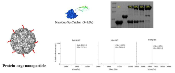 SC/ST 단백질 공학 기술을 이용한 신호증폭 단백질의 단백질 나노입자 표면에의 표지