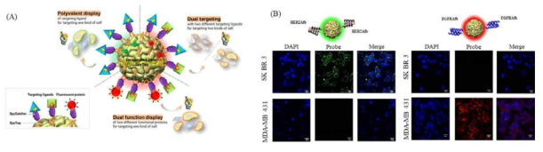 SC/ST을 이용한 다가성 단백질 나노입자 표면위에 다양한 단백질을 표지 (A). 특정 파장을 가지는 형광 단백질과 표적 능력을 지닌 단백질의 선택적 조합을 통한 SK-BR-3 암세포와 MDA-MB-431 암세포의 선택적인 표지 (B)