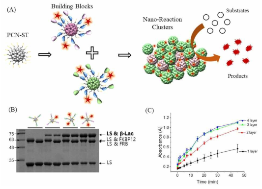 다가성 단백질 나노입자에 SpyTag을 융합하고 효소와 리간드에 SpyCatcher를 융합함으로써 나노 리액션 클러스터를 형성하고 신호 증폭을 극대화 (A). 리간드와 효소의 정량적인 조절을 통한 다가성 단백질 나노입자를 선택적으로 구성 (B). 나노 리액션 클러스터의 층에 따른 신호 증폭능의 차이 (C)