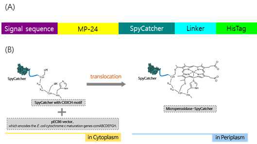 Microperoxidase-SC 의 구성