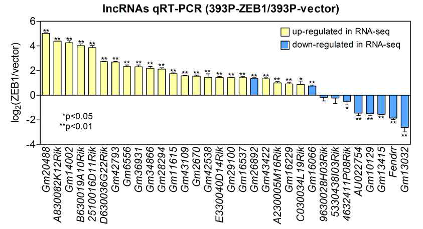 393P-vec, ZEB1 세포에서 lncRNA의 발현을 qRT-PCR로 측정