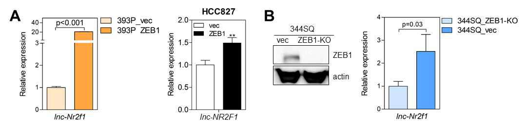 ZEB1에 의한 lnc-NR2F1의 발현 조절 A. ZEB1 과발현 세포에서 lnc-NR2F1을 qRT-PCR을 이용하여 측정 B. ZEB1 knock-out 세포에서 lnc-NR2F1을 qRT-PCR을 이용하여 측정