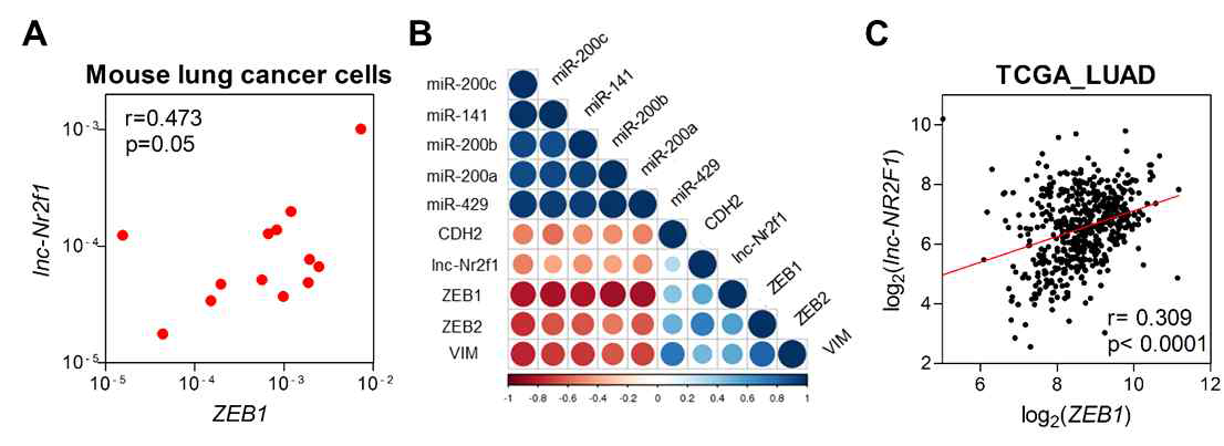 ZEB1과 lnc-NR2F1의 상관관계 분석 A. 13종 생쥐폐암세포에서 ZEB1과 lnc-NR2F1의 발현을 qRT-PCR로 측정 비교 B. EMT 마커, miR-200, lnc-NR2F1의 발현을 qRT-PCR로 측정 비교 C. 폐 선암의 TCGA 데이터에서 ZEB1과 lnc-NR2F1의 발현 비교