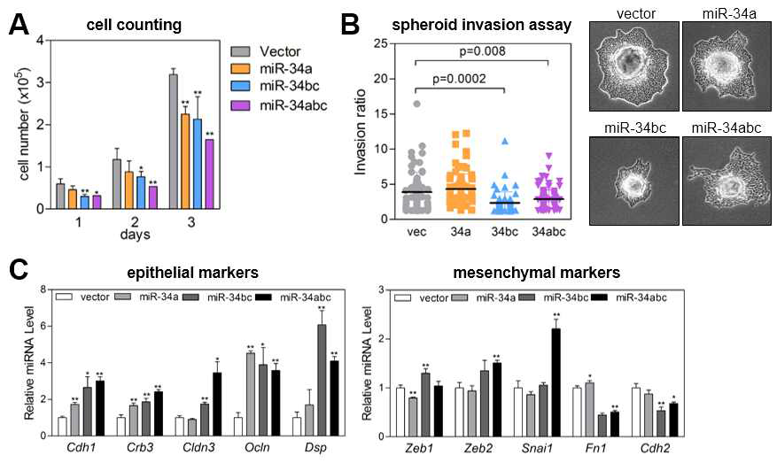 miR-34a와 miR-34b/c가 폐암 세포의 성장, 이동, 침윤, EMT에 미치는 영향 A. miR-34 과발현 344SQ 세포의 성장 조사 B. miR-34 과발현 344SQ 세포의 이동 및 침윤 능력 조사 C. miR-34 과발현 344SQ 세포에서 EMT 마커 발현양 조사