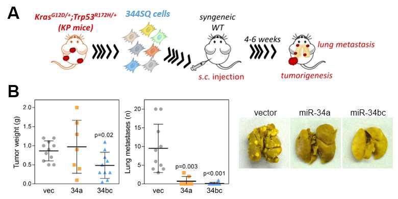 miR-34a와 miR-34b/c가 폐암 세포의 암화 및 전이에 미치는 영향 A. 동형유전자형 생쥐를 이용한 암화 및 전이 연구 모델 B. miR-34 과발현 344SQ 세포의 암화 및 전이 능력 조사