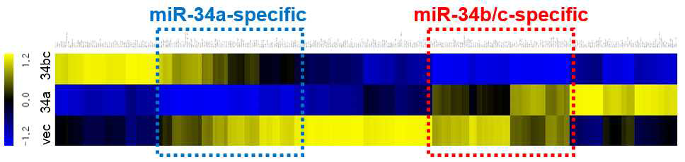 RNA sequencing을 이용하여 miR-34a와 miR-34b/c에 의해 차별적으로 조절되는 하위 유전자 검색