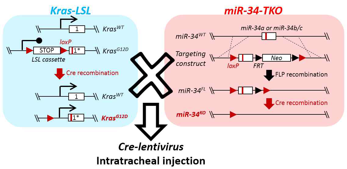 Kras-LSL, miR-34-TKO의 교배를 통해 double-mutant 마우스를 제작