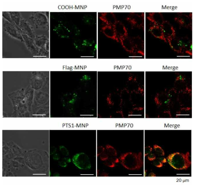 In vitro PTS1 팹타이드 활성 확인. PTS1-MNP가 Pex5p와 일시적 상호작용에 의하여 peroxisome(PMP70)로 전달되는 것을 공초점 주사전자현미경으로 확인하였음. 대조군인 COOH-MNP, Flag-MNP에서는 peroxisome으로 전달된 입자가 확인되지 않았음