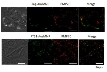 In vitro PTS1 팹타이드 활성 확인. PTS1-Au/MNP가 Pex5p와 일시적 상호작용에 의하여 peroxisome(PMP70)로 전달되는 것을 공초점 주사전자현미경으로 확인하였음. 대조군인 Au/MNP에서는 peroxisome으로 전달된 입자가 확인되지 않았음
