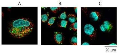 자성나노입자의 세포 내 이입 방법 비교. (A) Magnetofection. (B) 배지 첨가. (C) Transfection reagent 사용