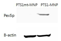 PTS1 합성 peptide와 Pex5p와의 상호작용을 분석한 Western blot. B-actin은 내부 control로 사용