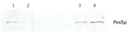 Pex5p에 대한 Westrn blot 분석 결과. 1 PTS1mt-MNP 상등액 (5분), 2 PTS1-MNP 상등액 (5분), 3 PTS1mt-MNP 상등액 (60분), 4 PTS1-MNP 상등액 (60분)