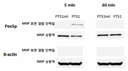 세포 내 pull down. Pex5p에 대한 Westrn blot 분석 결과