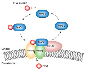 PTS1 단백질이 Pex5p와의 일시적인 상호작용에 의하여 peroxisome 내부로 이입되는 과정
