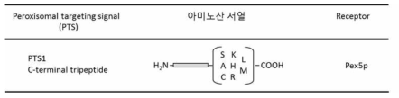 Peroxisomal targeting signal 1(PTS1)의 특이 아미노산 서열