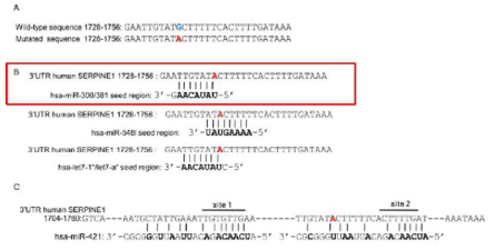 PAI-1 3′UTR의 rs1050955에 miR-300의 binding site
