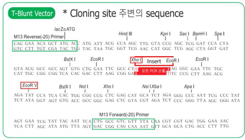 T-blunt vector의 multi cloning site