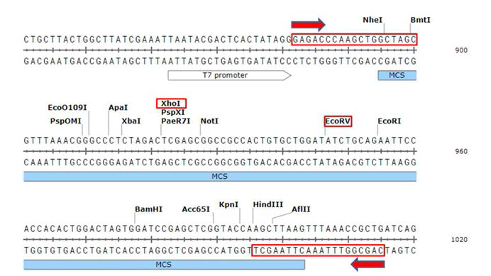 pcDNA3.1(-)의 MCS와 ligation에 사용된 enzyme