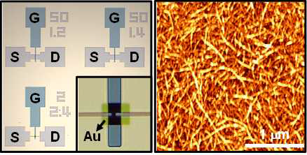 제작된 CNT 트랜지스터의 현미경 사진