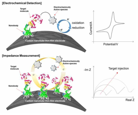 나노바디를 기능화시킨 탄소나노튜브 유연 전극 이용한 전기화학적 측정 방법