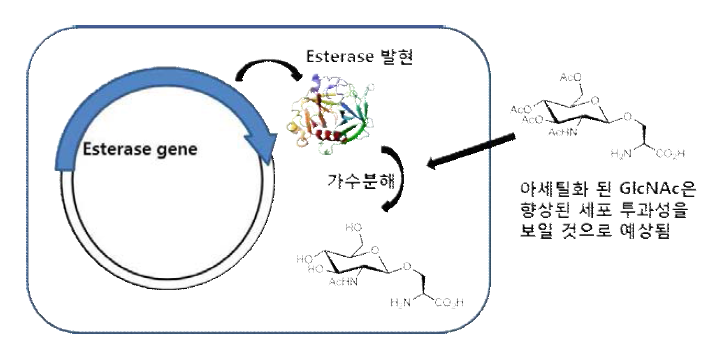 GlcNAc-Ser의 세포 투과성 향상을 위한 전략. 세포 내에서 가수분해 효소(esterase)를 발현하여 아세틸화된 아미노산을 가수분해 할 수 있도록 함