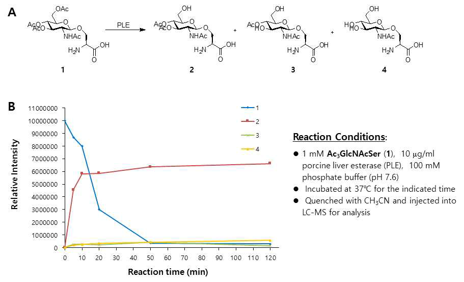 A. PLE를 이용한 Ac3GlcNAc-Ser (1)의 가수분해 과정과 예상된 생성물들. B. 가수분해 반응의 LC-MS 분석 결과. 출발물질 1의 가수분해에 의한 시간에 따른 감소현상과 생성물 2의 시간에 따른 증가를 확인할 수 있음