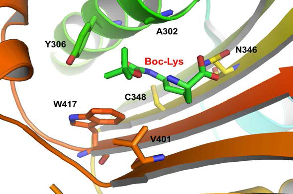 Boc-Lys과 complex를 이루고 있는 PylRS의 X-선 결정구조. 유동적인 (flexible) Tyr384는 결정구조에 나타나 있지 않음