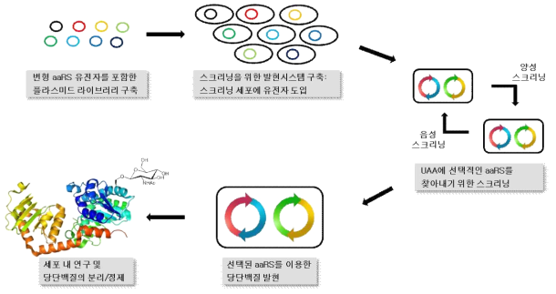 aaRS의 변형 및 스크리닝 과정을 나타낸 모식도