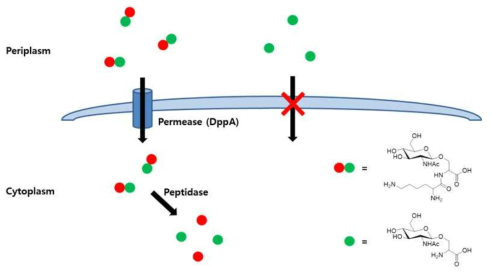 Dipeptide를 이용한 비천연 아미노산의 세포 투과도 향상 전략