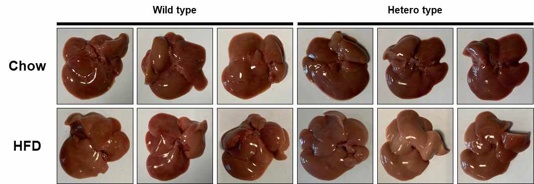 EWSR1 deficien mice model에서 일반적인 식이와 고지방 식이에 따른 지방간 생성 차이