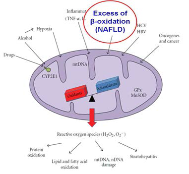 간 손상 시 미토콘드리아의 역할