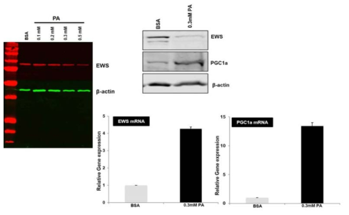 PA 처리에 따른 EWSR1과 PGC1a의 protein, mRNA level