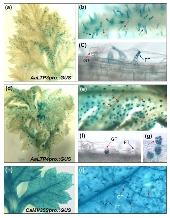 Histochemical analysis of GUS localization in A. annua. (A-C) FT-specific expression of AaLTP3pro::GUS in an A. annua leaf. (D-G) GT-specific expression of AaLTP4pro::GUS. (H-I) Ubiquitous expression of CaMV35Spro::GUS as the positive control. The red arrows show GTs, and the black arrows show FTs