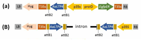 T-DNA regions of the binary vectors used in this experiment