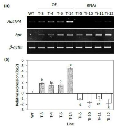 RT-PCR (A) and qRT-PCR (B) analyses of the A. annua WT, AaLTP4-OE, and AaLTP4-RNAi lines. β-actin was employed as the internal control. Hpt = hygromycin phosphotransferase gene. The data represent the mean ± SE. The column whiskers represent the standard error log2 fold change, calculated as (standard error/mean)*log2e. Columns with the same letter are not significantly different (p ≤ 0.05)