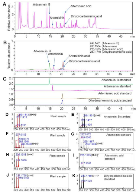 LC-MS chromatograms of leaf extracts derived from wild-type A. annua plants. (A) TIC chromatogram of the wild-type plant extracts, indicating 4 obvious peaks for sesquiterpene lactones (arteannuin B, artemisinin, dihydroartemisinic acid and artemisinic acid). (B) Single ion chromatography (SIM) of leaf extracts of wild-type plants for the detection of particular sesquiterpene lactones (arteannuin B, artemisinin, dihydroartemisinic acid and artemisinic acid). (C) LC chromatograms of the standard arteannuin B, artemisinin, dihydroartemisinic acid and artemisinic acid. (D-E) Mass spectra of arteannuin B in the sample (D) and the standard (E). (F-G) Mass spectra of artemisinic acid in the sample (F) and the standard (G). (H-I) Mass spectra of artemisinin in the sample (H) and the standard (I). (J-K) Mass spectra of dihydroartemisinic acid in the sample (J) and the standard (K)