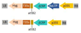 T-DNA regions of the binary vectors used for the AaLTP-ECFP (fluorescence protein fusion) vector, (D) the control ECFP vector
