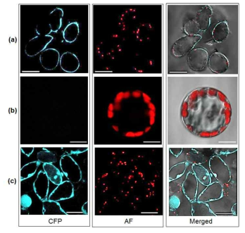 Subcellular localization of AaLTP4-ECFP in A. annua. (A) ECFP-tagged AaLTP4 localization in the periphery of transformed A. annua cells. (B) Protoplasts of the transformed A. annua with no cyan fluorescence signal. (C) A. annua cells expressing untagged ECFP showing fluorescence signals in their nuclei and cytoplasm. ECFP = enhanced cyan fluorescence protein; AF = autofluorescence. Scale bars: A and C = 50 μm; B = 10 μm