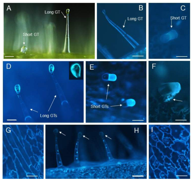 Subcellular localization of AaLTP4-ECFP in transgenic tobacco. (A) Long and short GTs on tobacco leaf. (B-C) Wild-type tobacco leaf showing no fluorescence signals in both long GT (B) and short GT (C). (D-G) ECFP-tagged AaLTP4 localization in leaves of transformed tobacco plants. (D) ECFP fluorescence on the excreted lipids at the heads of long GTs, insert reveals the ECFP signal mainly localized in secreted lipids. (E) ECFP-tagged AaLTP4 localization on the heads of short GTs. (F) ECFP fluorescence was also detected on the secreted materials (arrow) of short GT. (G) ECFP fluorescence occurs near cell walls on the surface of leaf. (H-I) Tobacco leaf expressing untagged ECFP showing no ECFP fluorescence on the tops (arrows) of GTs (H), and fluorescence signals in their nuclei, cytoplasm and cell membranes (I). ECFP = enhanced cyan fluorescent protein. Scale bars: A= 350 μm; B = 300 μm; C = 200 μm; D-E = 250 μm; F = 200 μm; G = 100 μm; H = 350 μm; I = 100 μm