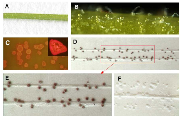 Detection of AaLTP4 protein in lipid exudates from GTs by Western blotting with a polyclonal antibody against the AaLTP4 protein. (A) Photograph of a petiole of an A. annua leaf. (B) Microscopic view of a petiole surface showing the GTs. (C) Detection of lipids by Nile Red fluorescence staining of a tissue-imprinted nitrocellulose membrane. The insert shows an enlarged photograph of a GT exudate spot. (D-F) Immunoblotting assay of imprinted GT exudates of an A. annua petiole on nitrocellulose membranes using an AaLTP4 polyclonal antibody. (D) Clear immunoblot signals appear as dark spots in tissue-imprinted GT exudates. (E) Enlarged view of the rectangular region of D. (F) No immunoblot signals in GT exudate spots on control reacted without AaLTP4 polyclonal antibody