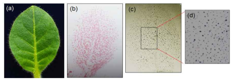 Immunoblot assay of tobacco GT exudates with a polyclonal antibody designed using AaLTP4 as the antigen. (A) Tobacco leaf with visible GTs (indicated by white arrows in the inset). (B) Overall GT exudate proteins stained with ponceau on a nitrocellulose filter membrane. (C-D) Staining signal showing the prevalence of LTPs in GT exudates