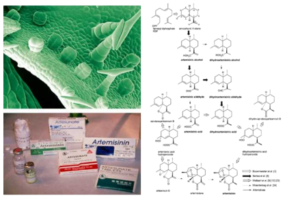 Artemisia annua 잎 표면의 trichome (왼쪽 위), artemisinin 합성 경로 (오른쪽 위) 및 이 식물로 만들어진 말라리아 치료제 (왼쪽 아래)