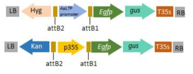 T-DNA regions of the binary vectors used for Agrobacterium-mediated transformation. (a) the AaLTPpro::GUS vector. (b) the control GUS expression vector