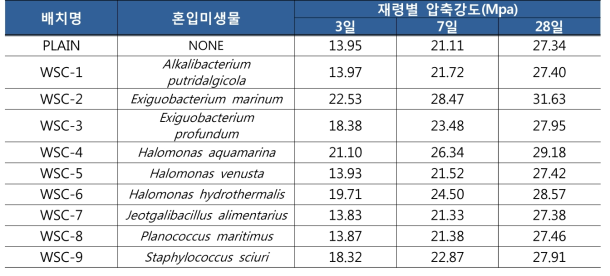 미생물 혼입 시멘트 페이스트의 재령별 압축강도 결과비교