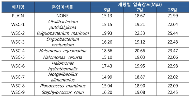 미생물 혼입 모르타르의 재령별 압축강도 결과비교