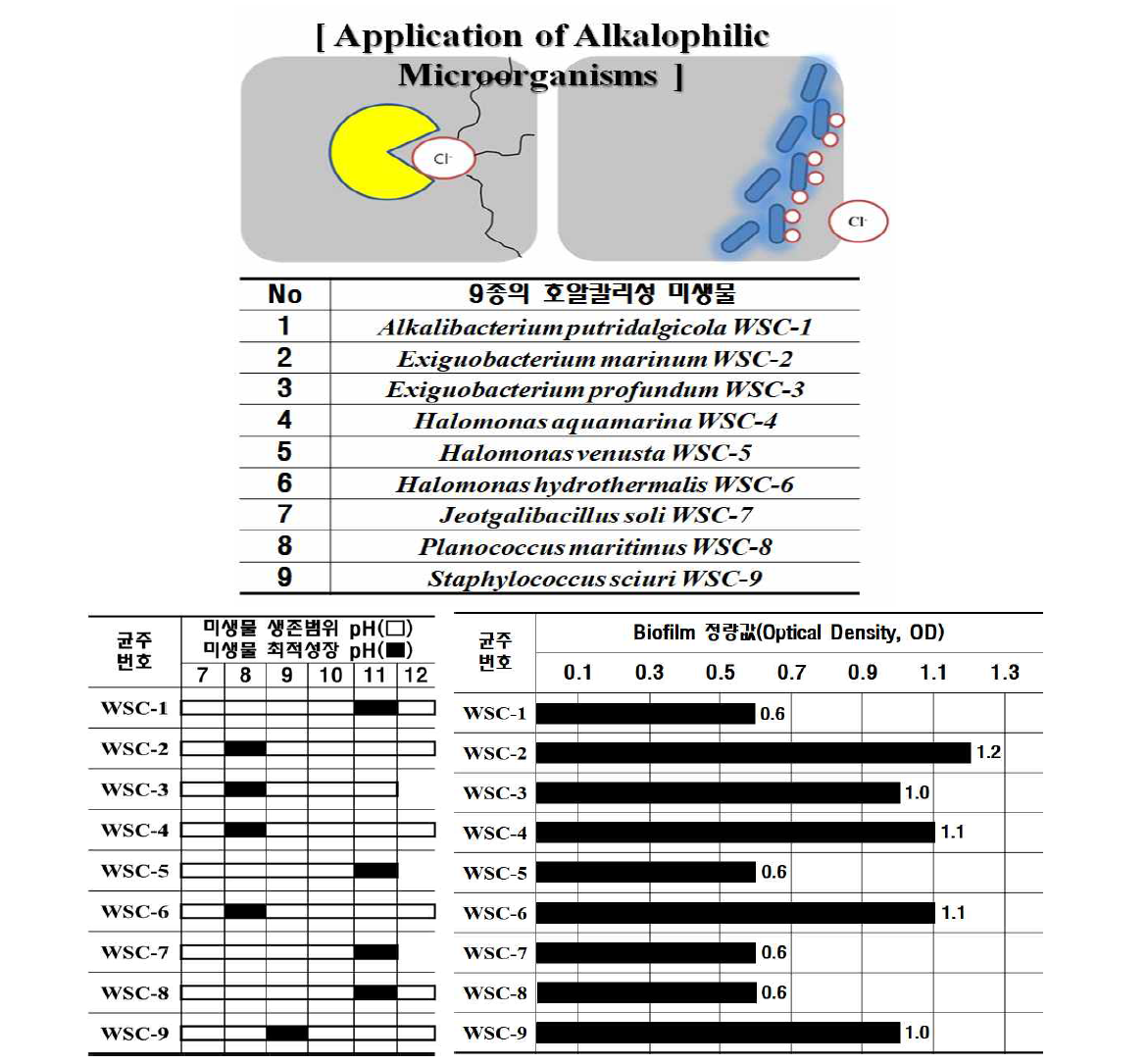 호알칼리 바이오필름 형성 미생물들의 생존범위, 최적성장 pH 환경조건